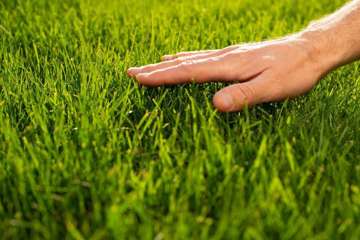 texas grass zoysia palisades
