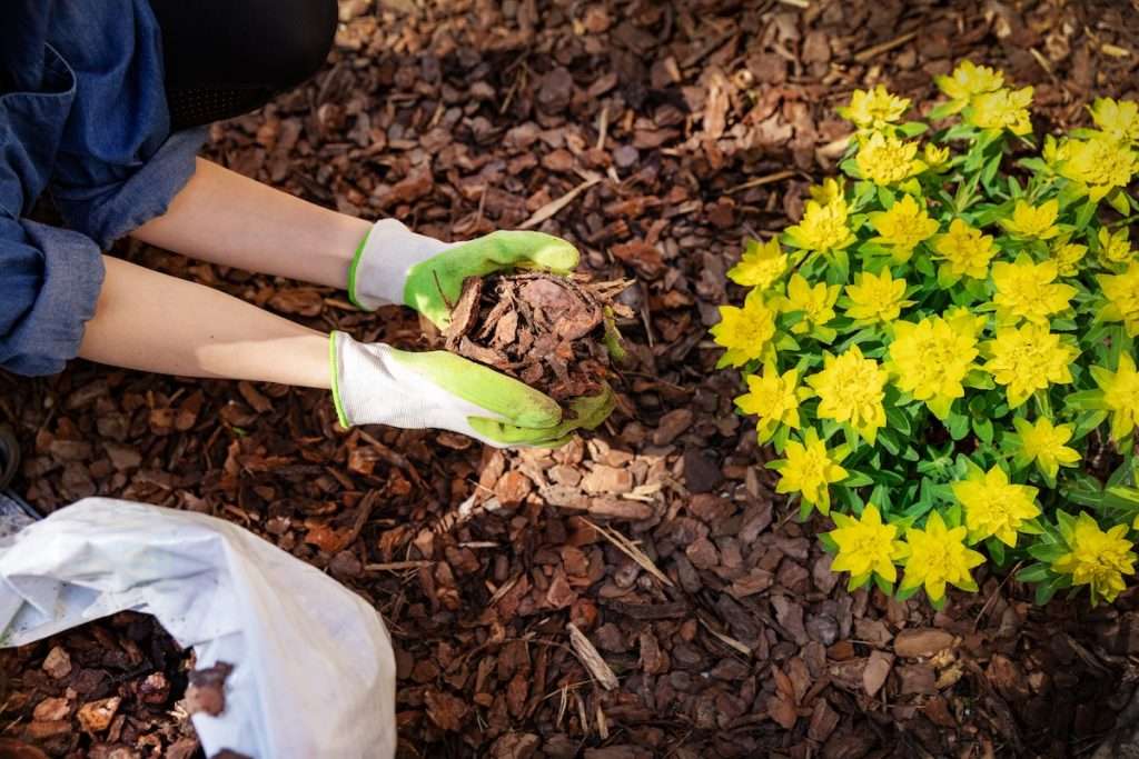 fresh mulch installed around plants in residential landscape bed