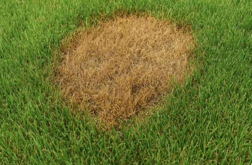 New sod turning brown in Texas lawn showing patchy dead grass in Dallas yard