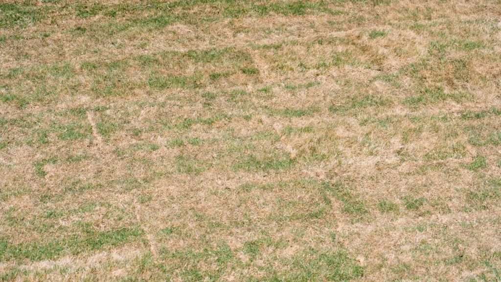 north texas lawn beginning spring green up with dormant and green grass